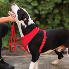 Pettorina imbottita Kong per cani