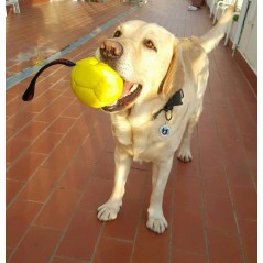 Medaglietta caniaddestraumani per cani