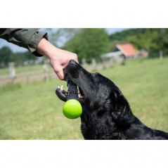 Gioco Stick da lancio Dog Comet per cani